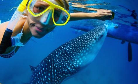 與鯨鯊溫柔相遇。在宿霧最棒的浮潛 與鯨鯊溫柔相遇。在宿霧最棒的浮潛